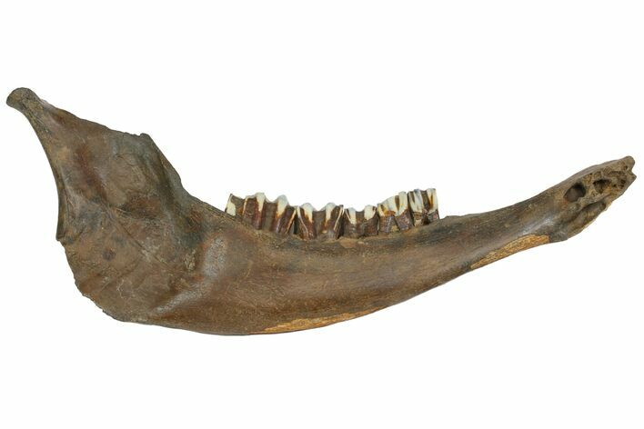 Pleistocene Aged Fossil Bison Jaw Bone - Kansas #152245